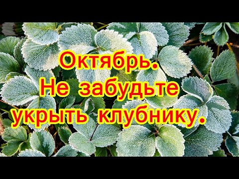 Видео: Октябрь  Не забудьте укрыть клубнику