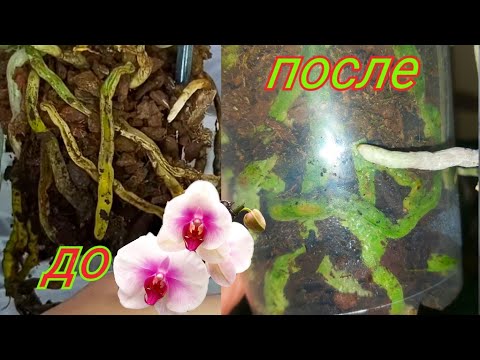 Видео: Всего 1 таблетка СПАСЕТ ОРХИДЕЮ от ГНИЛИ❗Нет БОЛЕЗНЯМ ОРХИДЕЙ ❗