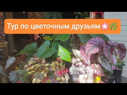 Видео: В гостях у цветовода 🌿🌸 Растения на подоконнике, в интерьере. Весна 2023.