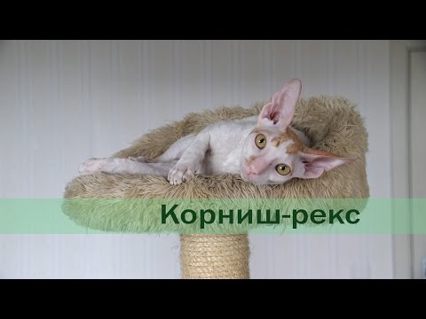 Видео: Корниш-рекс: характеристика породы, отзывы владельцев, уход
