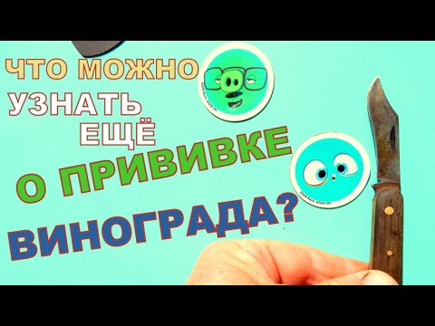 Видео: Самая простая и надёжная прививка винограда для начинающих! Grafting grapes theory and practice!