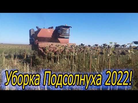 Видео: Уборка Подсолнуха 2022. Ск5 Нива . Газ 4301. Мтз 80 с шультой! Пробный выезд...