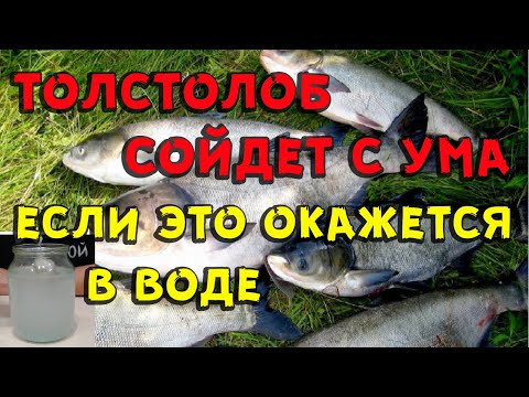 Видео: Как ловить толстолобика без технопланктона и тремпеля