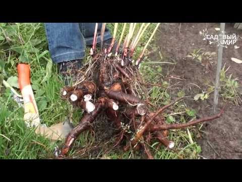 Видео: Пересадка пиона. Сайт "Садовый мир"