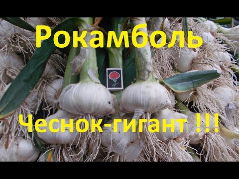 Видео: Технология посадки чеснока "Рокамболь" !!! Или как вырастить крупный чеснок !!!