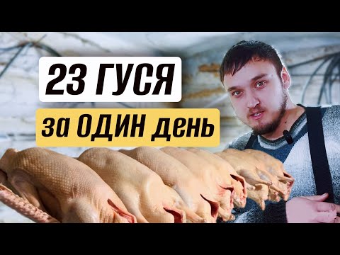 Видео: ЗАБОЙ ГУСЕЙ В ПЕРОСЪЁМКЕ: облегчили себе труд