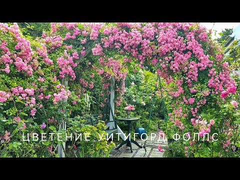 Видео: УТИГОРД ФОЛЛС в разгаре цветения. Прогулка по июльскому фарфоровому саду