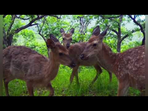 Видео: Уссурийский заповедник 🐆