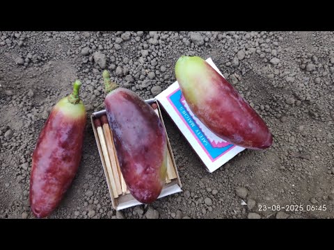 Видео: Самый крупный виноград на моем участке.