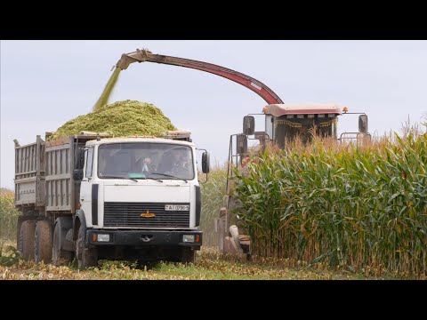 Видео: Заготовка силоса / 2X КВК-800 / 2X МТЗ 3022, 2X 1221, 1025, 82, 4X МАЗы 5551 и другие /