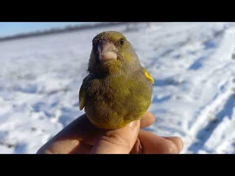 Видео: Ловля диких птиц 21.01.2024г.