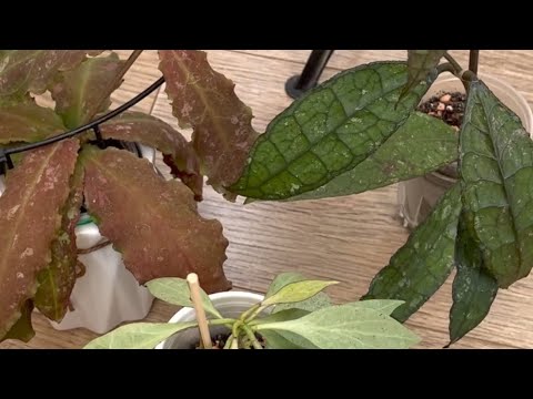 Видео: ОБЗОР ХОЙ ✅ПЕРЕСАДКА УНДУЛАТЫ ШОКОЛАДКИ 🔥