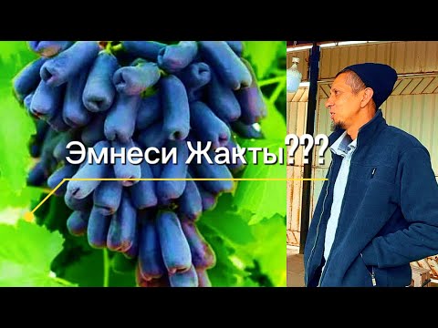 Видео: 🇰🇬+996555887633 Аватар Жузум Эмнеси Жакты…