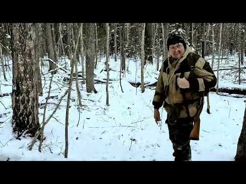 Видео: Охота на зайца беляка по белой тропе . 04. 11. 2024 год.
