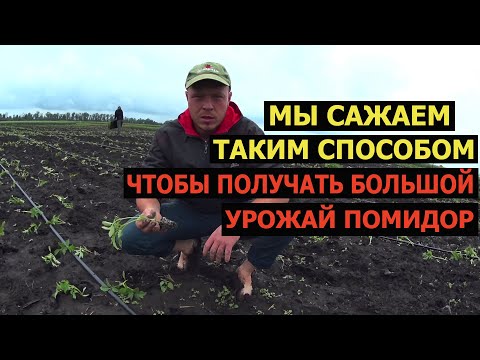Видео: Как мы высаживаем томаты в грунт/Что делаем перед высадкой/Ливни