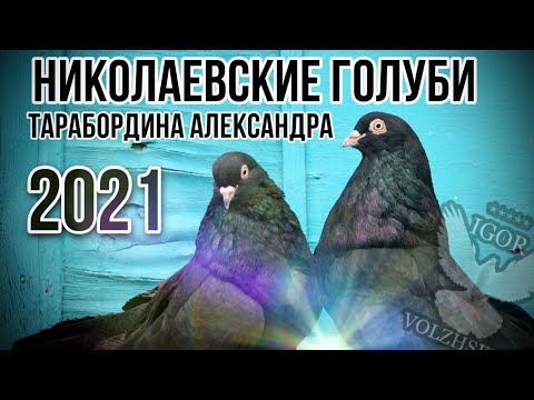 Видео: Николаевские голуби Тарабордина Александра 18.03.2021