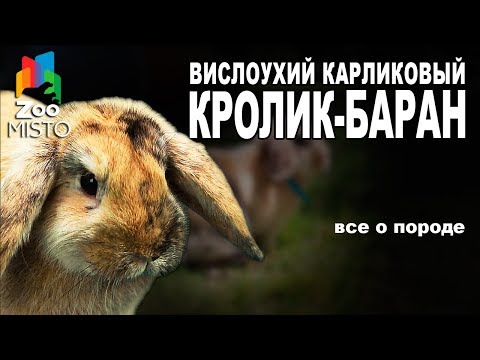 Видео: Кролик-баран - Все о виде грызуна | Вид грызуна - Кролик-баранчик