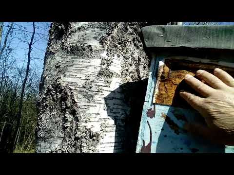 Видео: Пришло время ловить рои!