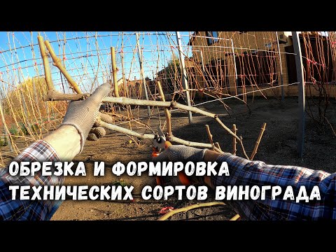 Видео: Обрезка и формировка технических сортов винограда