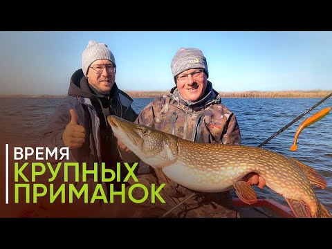 Видео: БОЛЬШОЙ кусок для БОЛЬШИХ щук. Трофейная рыбалка на бигбейты поздней осенью