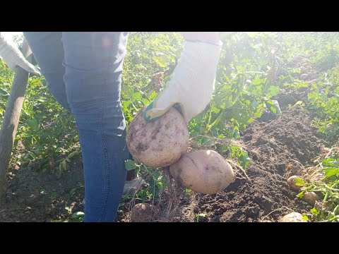 Видео: Как хорошо копать картошку 👏👏👏