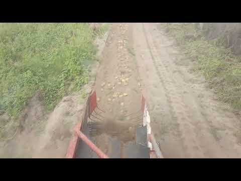 Видео: Самодельная картофелекопалка, испытания культиватора самодельного