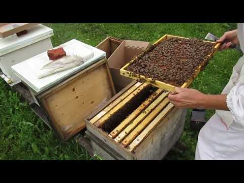 Видео: Осенняя сборка пакетов с матками ИО