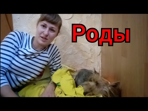 Видео: Роды у Собаки. Все что нужно Знать. Ответы на Вопросы