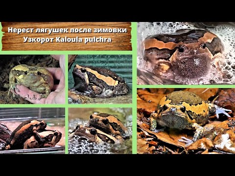 Видео: Нерест лягушек после зимовки. Узкорот Kaloula pulchra. Chubby frog: to moo, or not to moo! Englsubs.