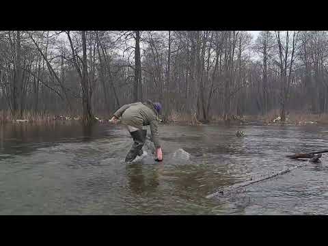 Видео: Стохід вийшов з берегів. Риба гуляє по корчах. Пробую мікрофон Ulanzi j12