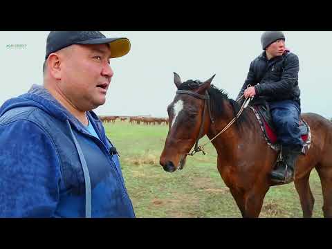 Видео: Табыс сыры: «Айсұлтан» ЖШС (Алматы облысы)