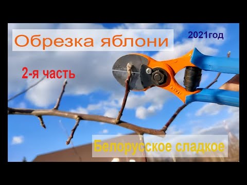 Видео: Обрезка яблони сорта Белорусского сладкого. Часть вторая.