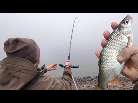 Видео: Фідер рве! Плотва клює одна за одною - риболовля в розпал кльову!