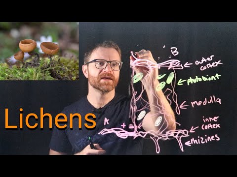 Видео: Лишайники дикие!
