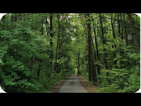 Видео: В Ліс у розвідку чи є 🍄 ГрИБи! Щось все ж таки знайшли! Ще по дорозі нарвали лікарських трав!🌿