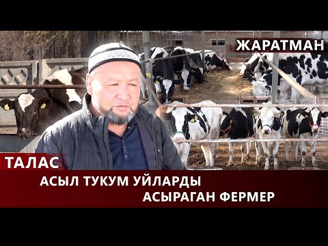 Видео: Талас: Асыл тукум уйларды асыраган фермер // ЖАРАТМАН