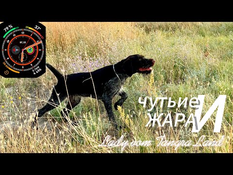 Видео: Проверка Чутье в Жаре ...