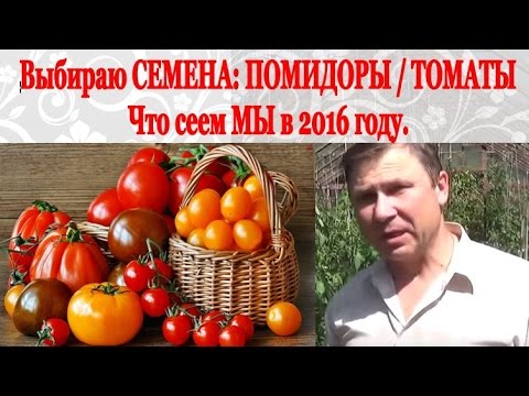 Видео: Выбираю СЕМЕНА: ПОМИДОРЫ/ТОМАТЫ. Какие сорта сеем МЫ в 2016 году.