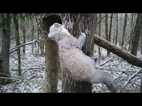 Видео: Охота на куницу проверка капканов 2024-2025(охота37)