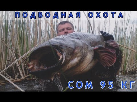 Видео: Подводная охота на трофейного сома  95 кг