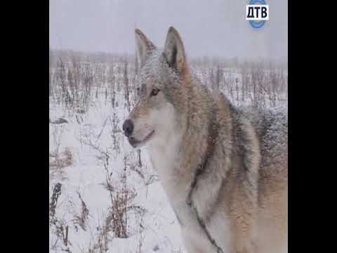 Видео: Разрушители пословиц. Выпуск 13.