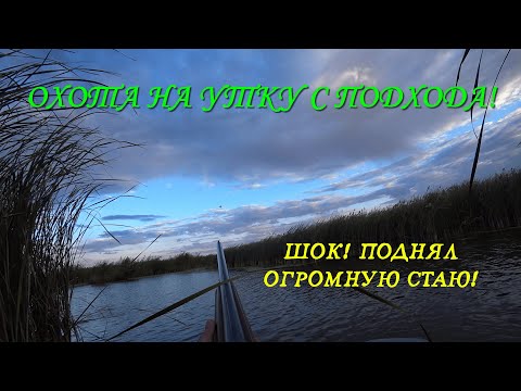 Видео: ОХОТА НА УТКУ С ПОДХОДА! ШОК! ПОДНЯЛ ОГРОМНУЮ СТАЮ! ВЕЧЕРНЯЯ ЗОРЬКА УДАЛАСЬ!!!