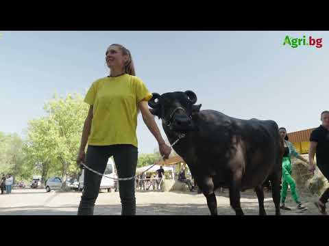 Видео: Цветелина Недкова: Биволите се гледат лесно, ако имаш мерак