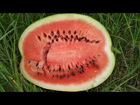 Видео: Кавун 🍉 ТАЛІСМАН F1