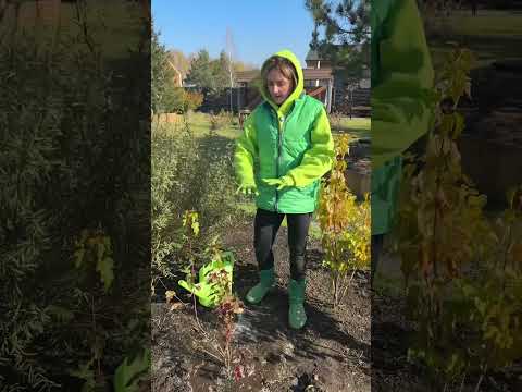 Видео: ✅ОБЯЗАТЕЛЬНО поливайте кусты после высадки