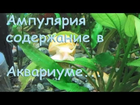 Видео: Улитки ампулярии самец самка. Ампулярии содержание, размножение и уход.