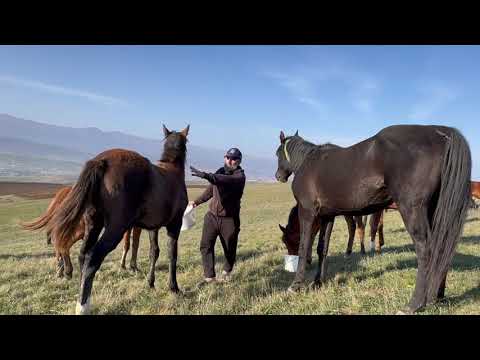 Видео: Добрый день 🎈🎠 Дорогие друзья Всех благ Вам, делимся жизнью табуна📽️📠Читайте описание💾