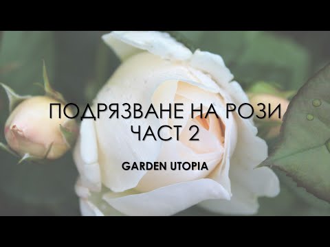 Видео: Подрязване на рози през пролетта. Катерливи, храстовидни, бордюрни. Част 2.