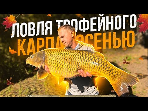 Видео: Ловля карпа осенью на водоеме Высокополья — и сложно, и интересно.