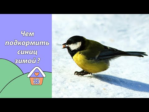 Видео: Чем подкормить синиц зимой?